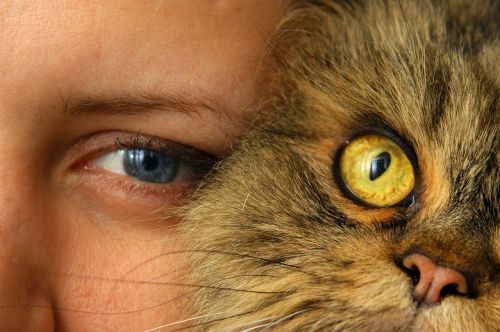 cat person cat's eye