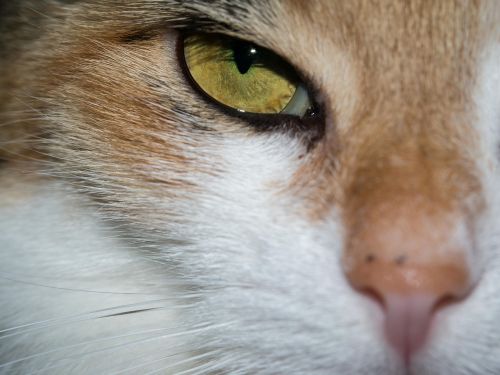 cat eye cat's eye