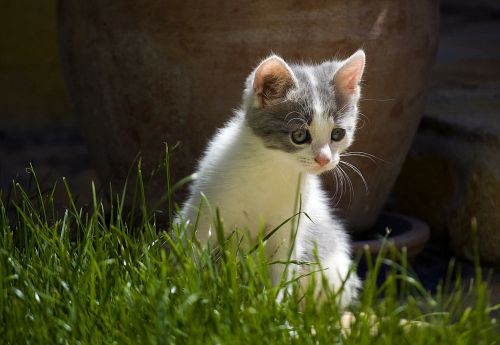 cat kitten cute