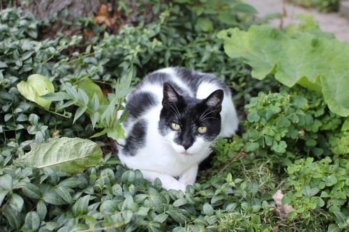 cat black white