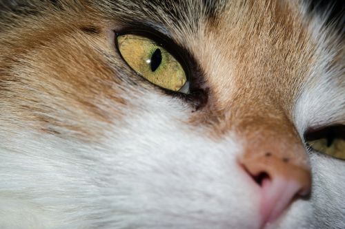 cat eye cat's eye