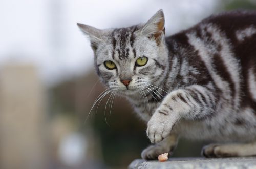 cat walk animal portraits