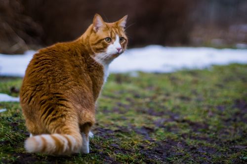 cat siberian orange