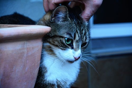 cat domestic cat schmusekatze