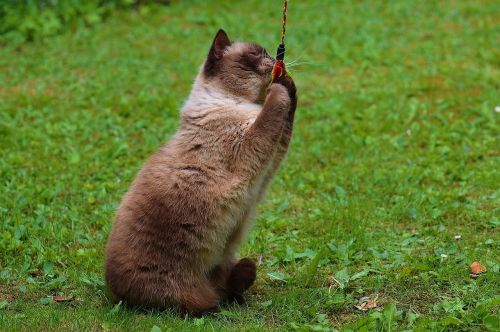 cat british shorthair play