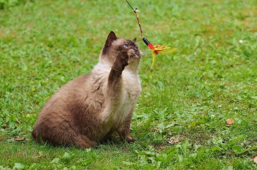 cat british shorthair play