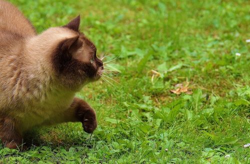 cat british shorthair play