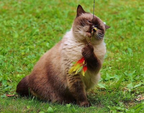 cat british shorthair play