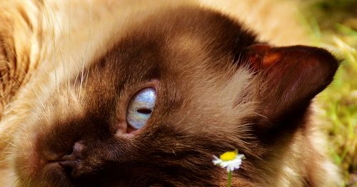 cat british shorthair fur