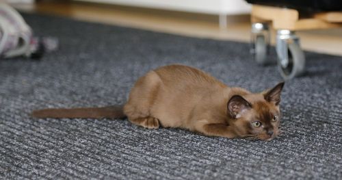 cat domestic cat burmese