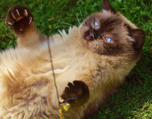 cat british shorthair play