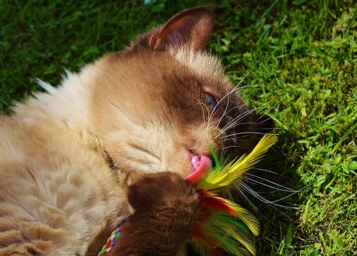 cat british shorthair play