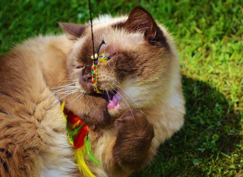 cat british shorthair play