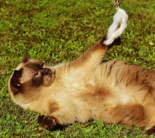 cat british shorthair play