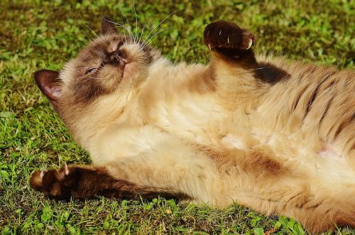 cat british shorthair play