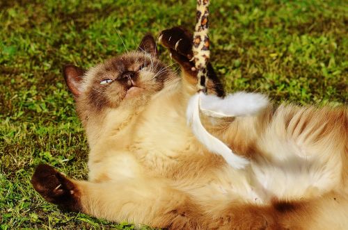 cat british shorthair play