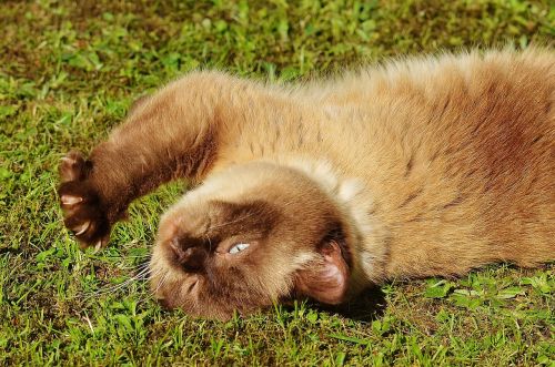 cat british shorthair play