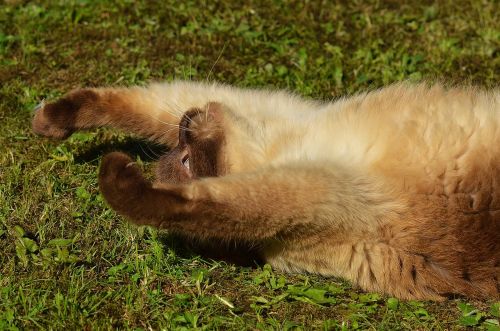 cat british shorthair play