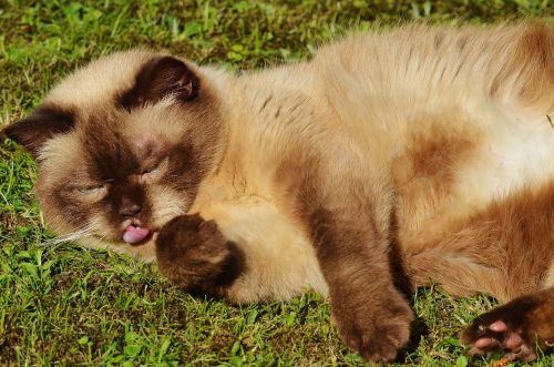 cat british shorthair play