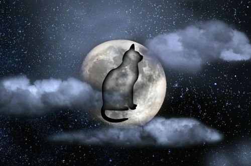 cat moon night