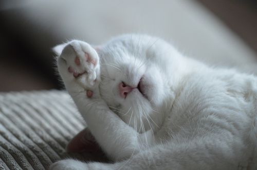 cat animal sleep