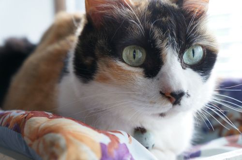 cat calico