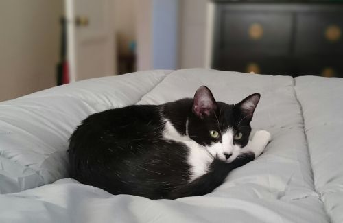 cat bed black