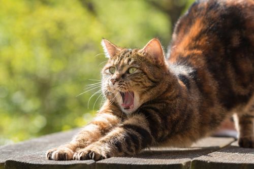 cat tired yawn