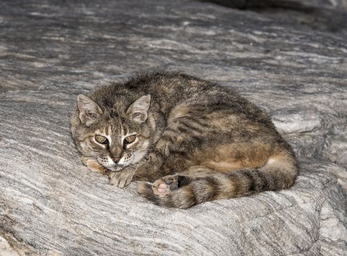 cat camouflaged animal