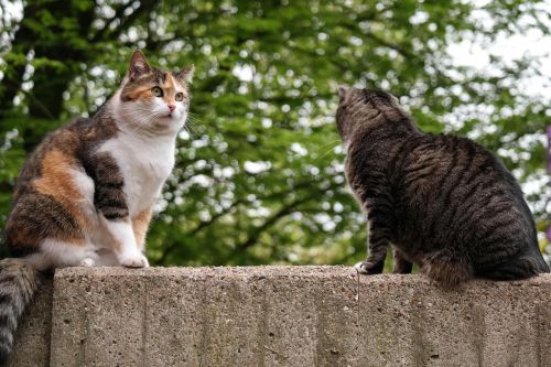 cat domestic cat british shorthair