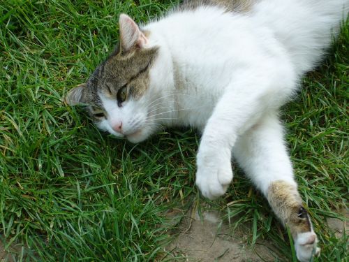 cat relax grass