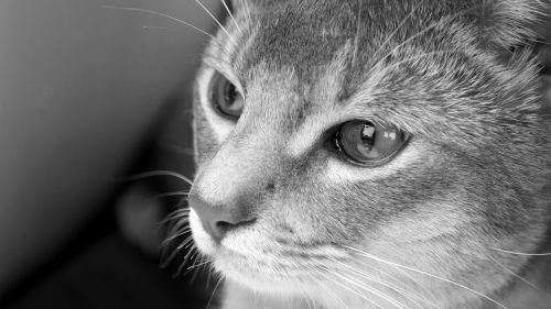 cat abyssinian black and white