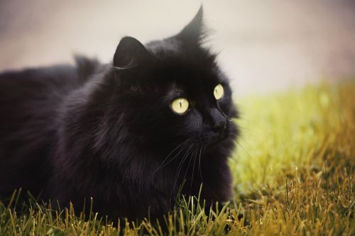 cat domestic cat black