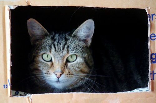 cat cat face moving box