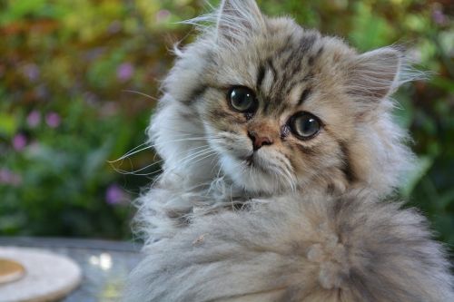 cat persian kitten