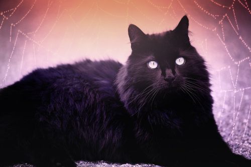 cat black black cat
