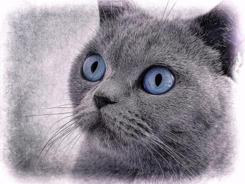 cat cat drawing blue eye