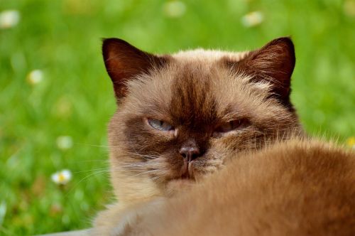 cat british shorthair mieze