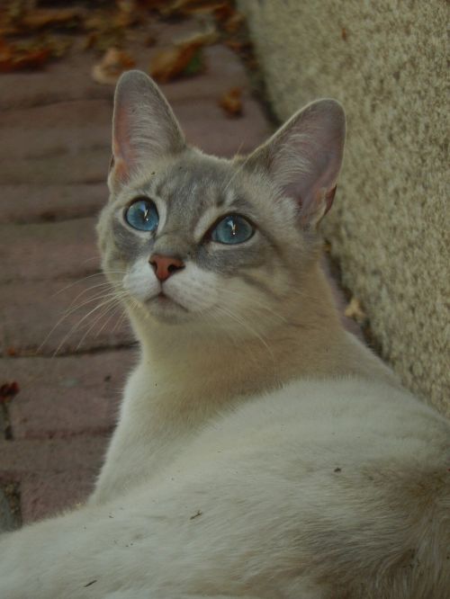 cat blue eyes animal