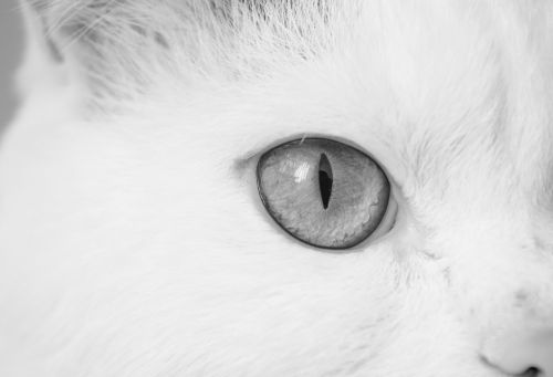 cat cat eye eye