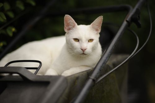 cat white yellow eyes