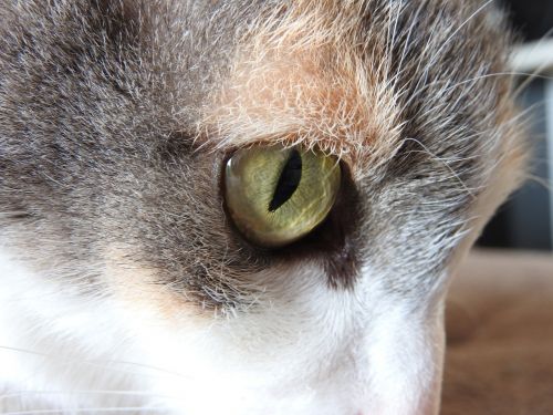 cat eye iris