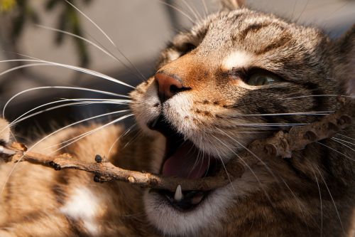 cat playing mieze