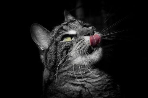 cat animal tongue