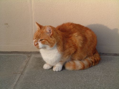 cat ginger animal