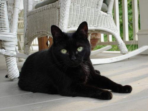 cat black porch