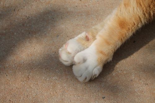 cat paws close
