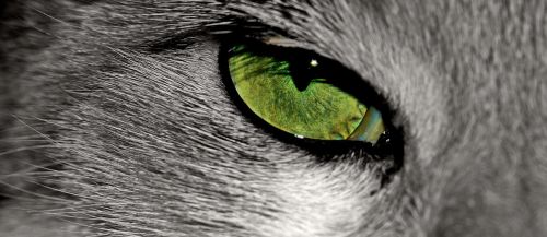 cat animal cat's eye