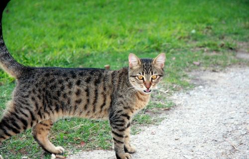 cat pet kitten