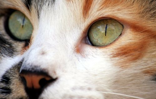 cat close-up eyes